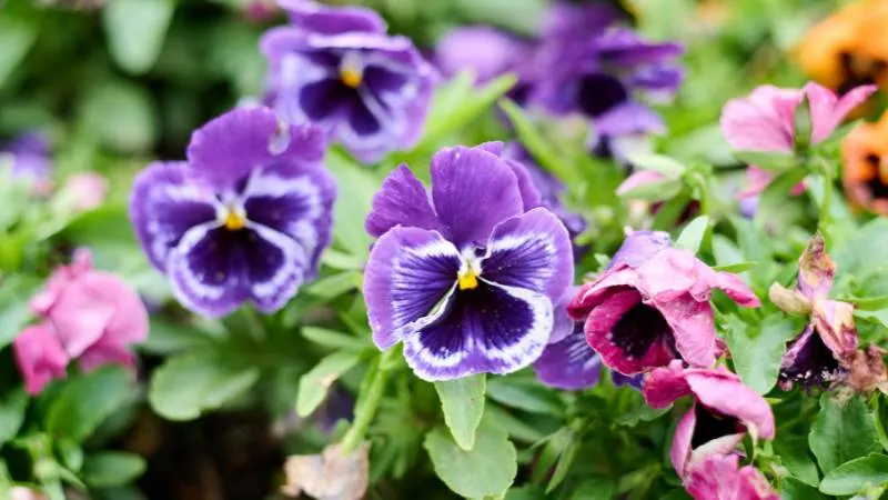 Cluster of purple and white pansy flowers with yellow centers in a garden