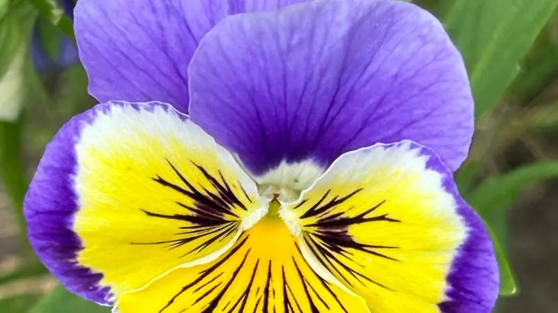 Close-up of a purple pansy flower with a yellow and white center