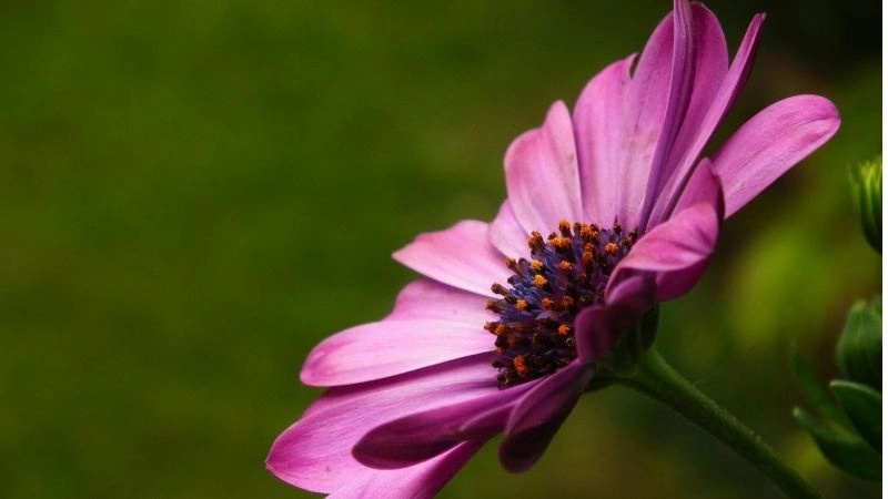 Vibrant purple african daisy flower in bloom with dark center and soft light