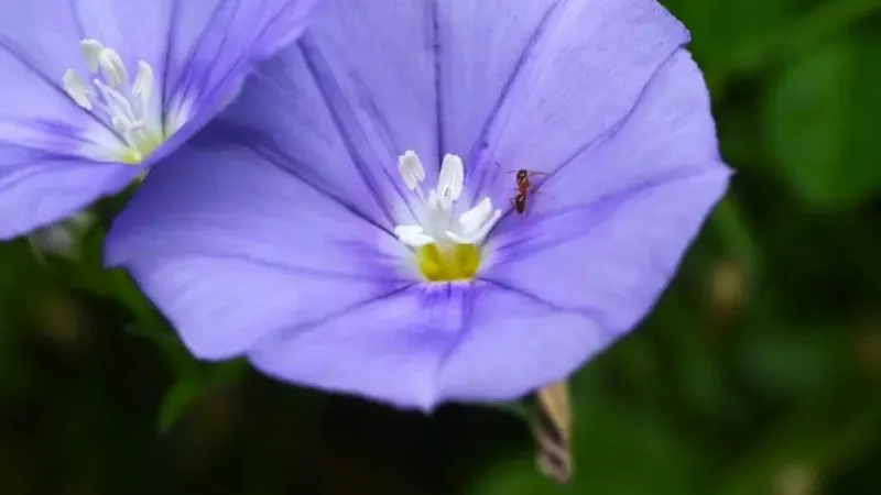 Natural outdoor Purple Bindweed flower growing beautifully.