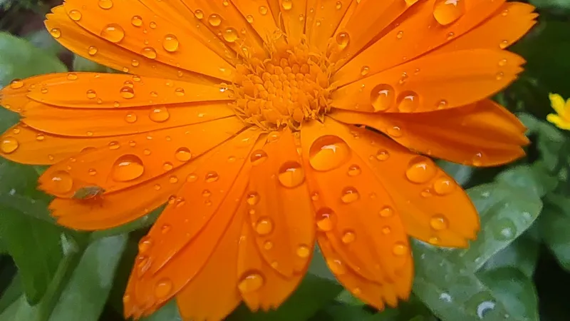 Raindrop Covered Calendula flower with fresh water droplets.