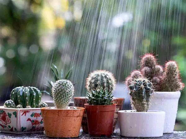 Rainwater for succulents