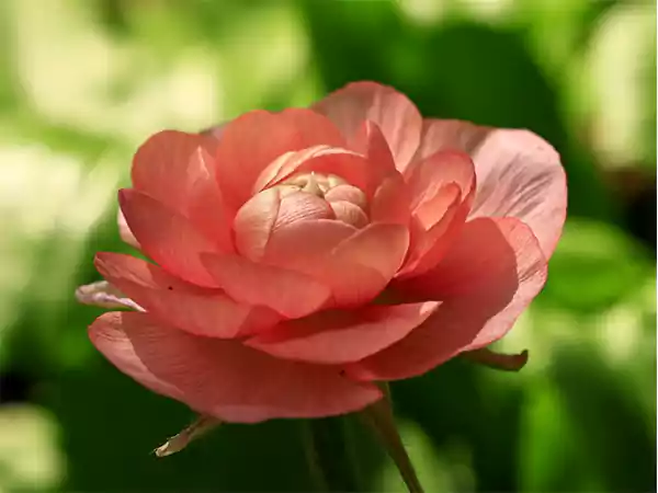 Ranunculus