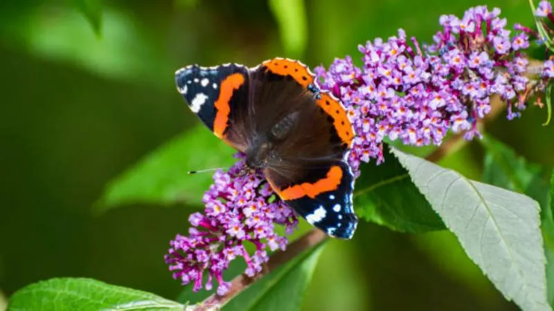 Red admiral Butterfly Bush flower on blossoms.