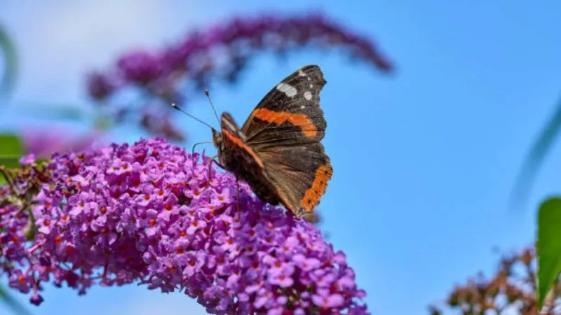 Red admiral Butterfly Bush flower spike naturally.