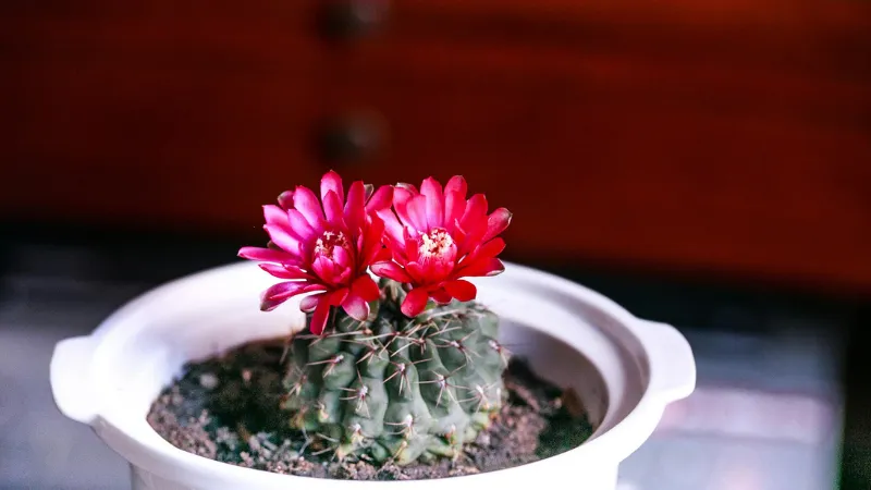 White Pot Cactus flower showing two red blooms in blossom.