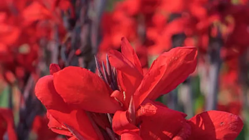 Cluster of bright red canna lily flowers with feathery stamens