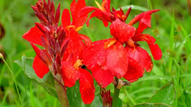 Red canna lily flowers covered in dew droplets among green leaves