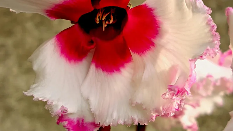Frilled white Cyclamen flower with a red center and pink-edged petals against a blurred background.