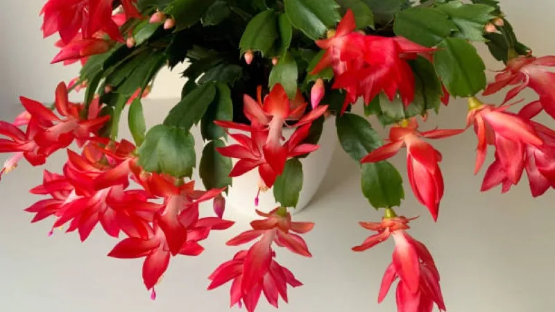 Red-blooming Christmas Cactus flower plant in a white pot against a clean white background.