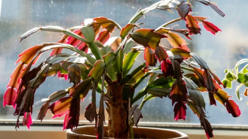 Red-blooming Christmas Cactus flower plant in a pot near a rain-streaked window.