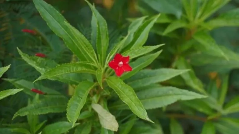 A small red Cypress Vine flower blooming at the center of star-shaped green leaves.