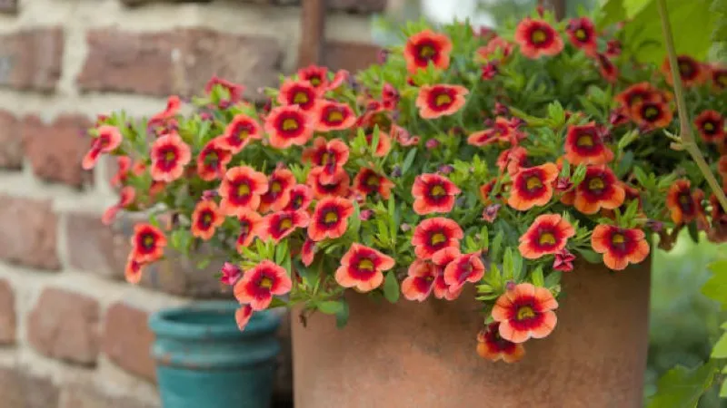 Red Dark Calibrachoa flower with deep throats growing in a pot.