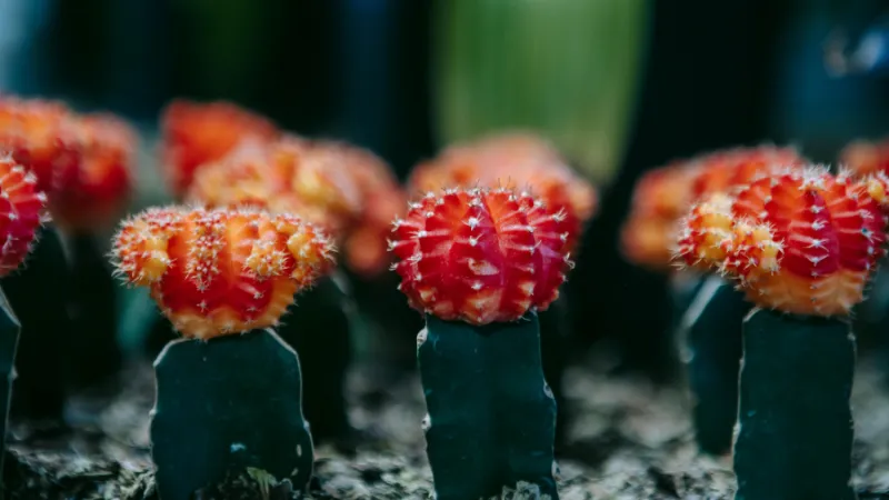 Green Stems Cactus flower featuring red flowering moon cacti grafts.
