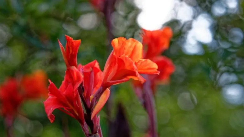 Close-up of red-orange canna lily flowers against a blurred green background
