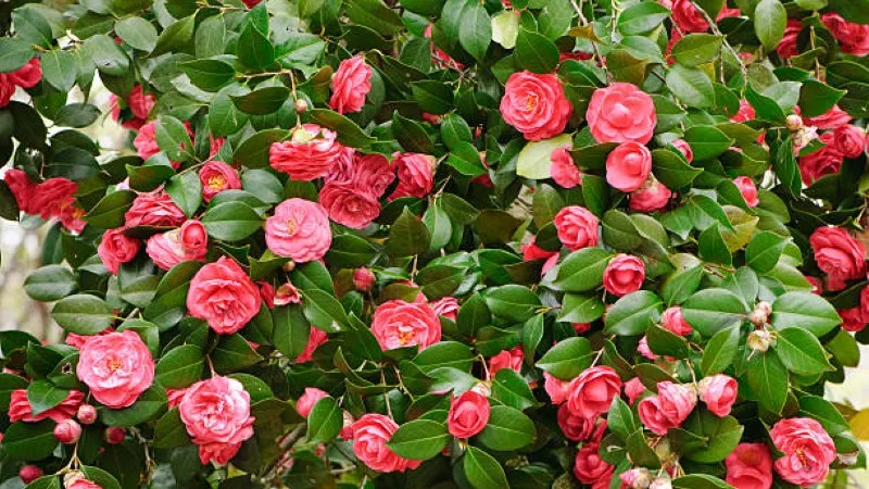Red and pink camellia flowers covering a green shrub
