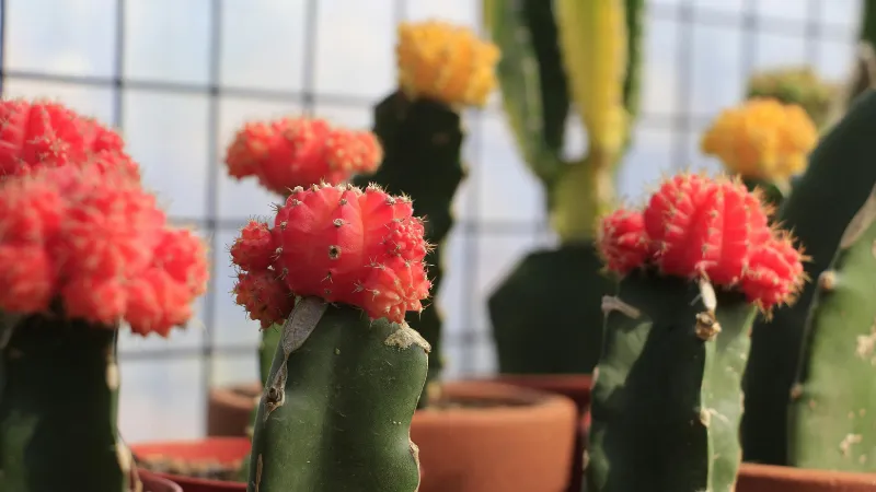 Colorful Collection Cactus flower displaying red and yellow grafted varieties.