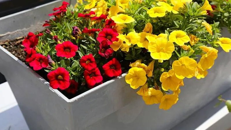 Red Yellow Calibrachoa flower blooming in a metal container.