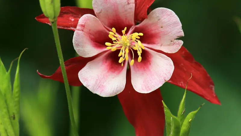 Pale pink and white Columbine flower with water droplets photographed against a dark background.