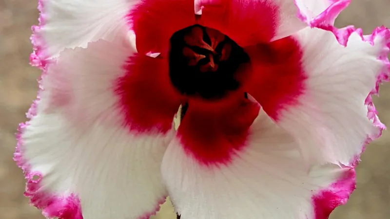 An extreme close-up of a red and white Cyclamen flower featuring a dark starburst center and intricate petal details.