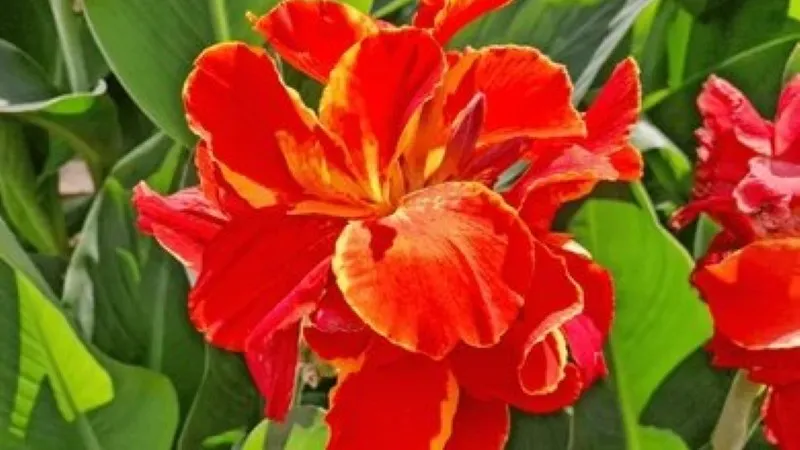 Vibrant red canna lily flower with yellow-edged ruffled petals