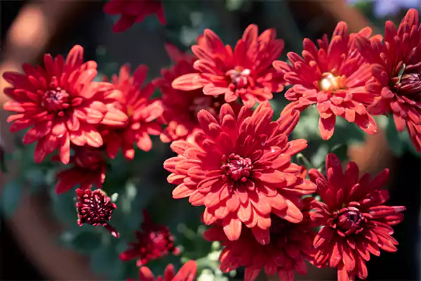 Red chrysanthemum