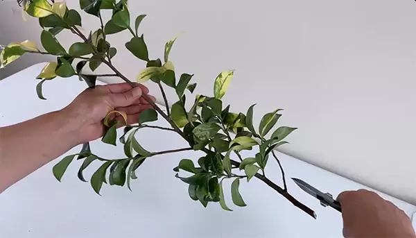 Remove excess leaves and stems