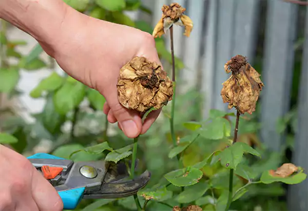 Removing dead blooms