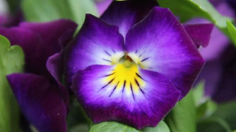 Close-up of a deep purple pansy flower with a bright yellow center