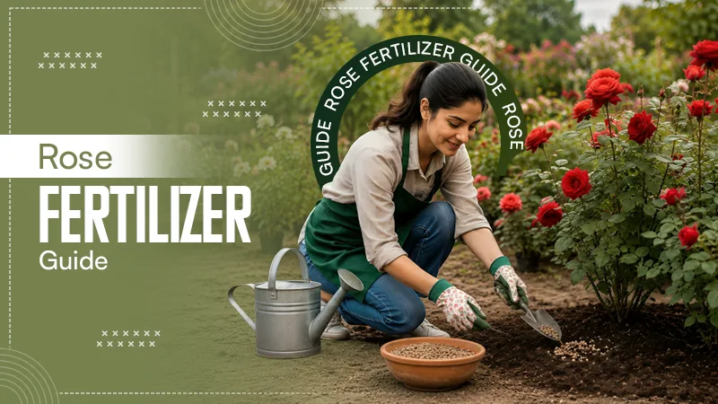 Rose Fertilizer Guide