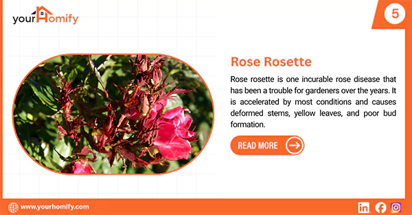 Rose Rosette