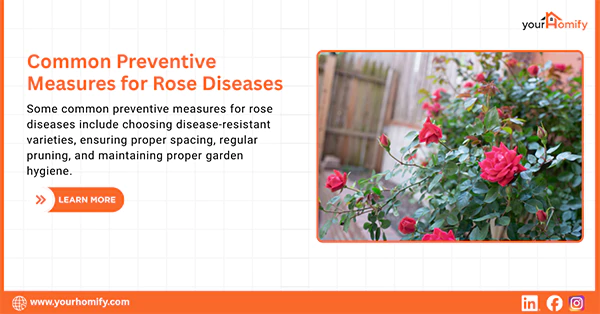 Rose bush