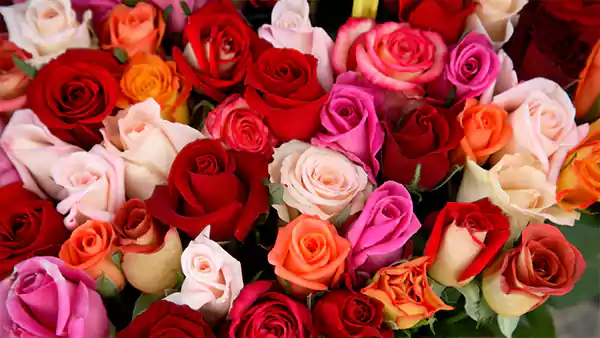 Roses for birthday