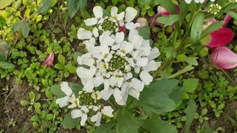 Dome-shaped cluster of white candytuft flowers in lush greenery