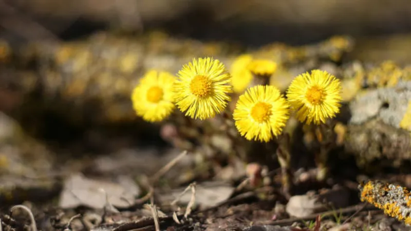 Group of fully open yellow Coltsfoot flower blooms with long ray petals above bare soil.