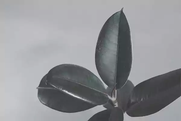 Rubber plant