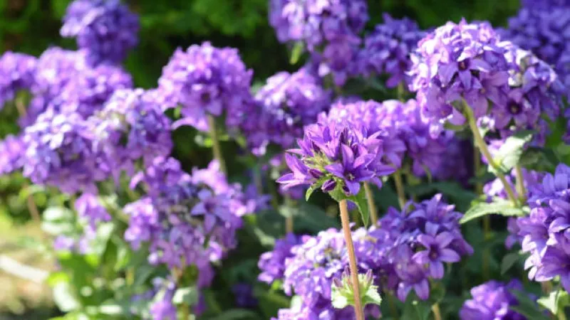 Bushy clump of ruffled double purple campanula flowers