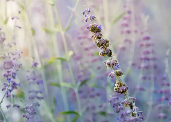 Russian Sage