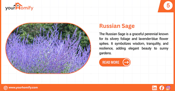 Russian Sage
