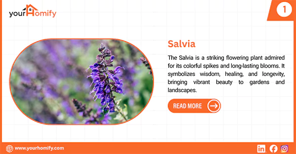 Salvia