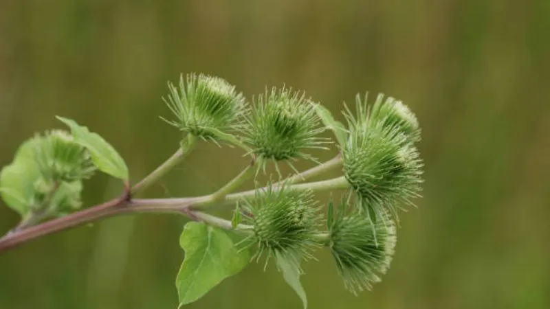 Seasonal Bloom Burdock flower blooming during the flowering season.