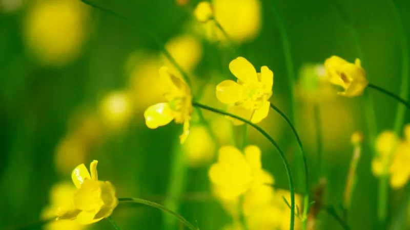 Growing Season Buttercup flower blooming with vibrant blossoms.