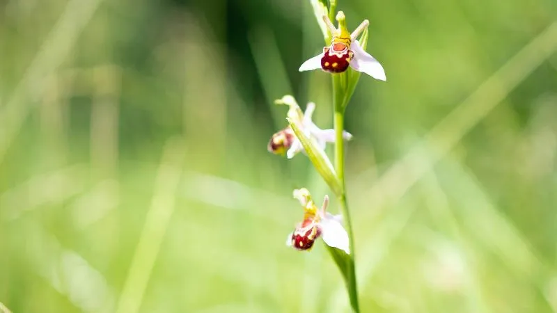 Peak bloom Bee Orchid flower creating an attractive natural display.