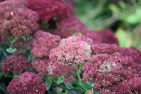 Sedum