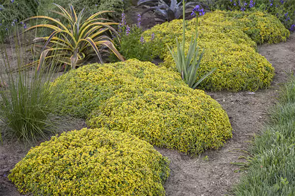Sedum