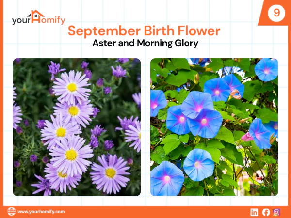 September Birth Flowers