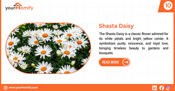 Shasta Daisy