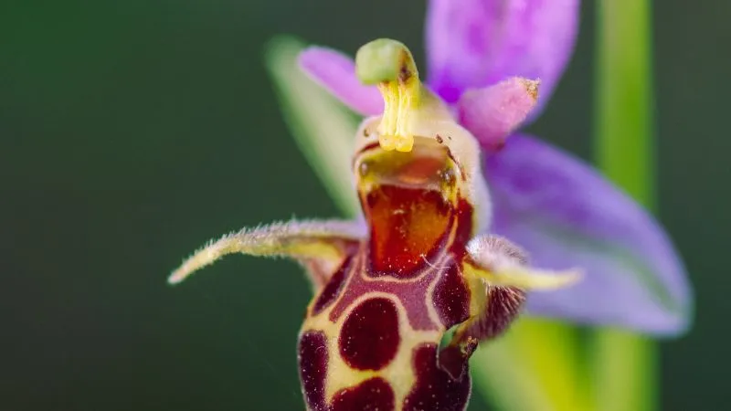 Side view Bee Orchid flower showing its elegant profile.