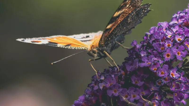 Butterfly feeding Butterfly Bush flower cluster in garden.