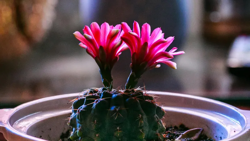 Side View Cactus flower displaying two pink blooms.